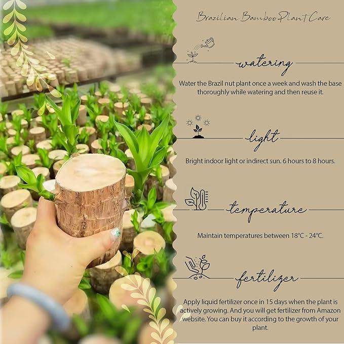 Brazilian Lucky Wood Live Plant Big Size (Buy 1 get 1 Free) - Hover Image