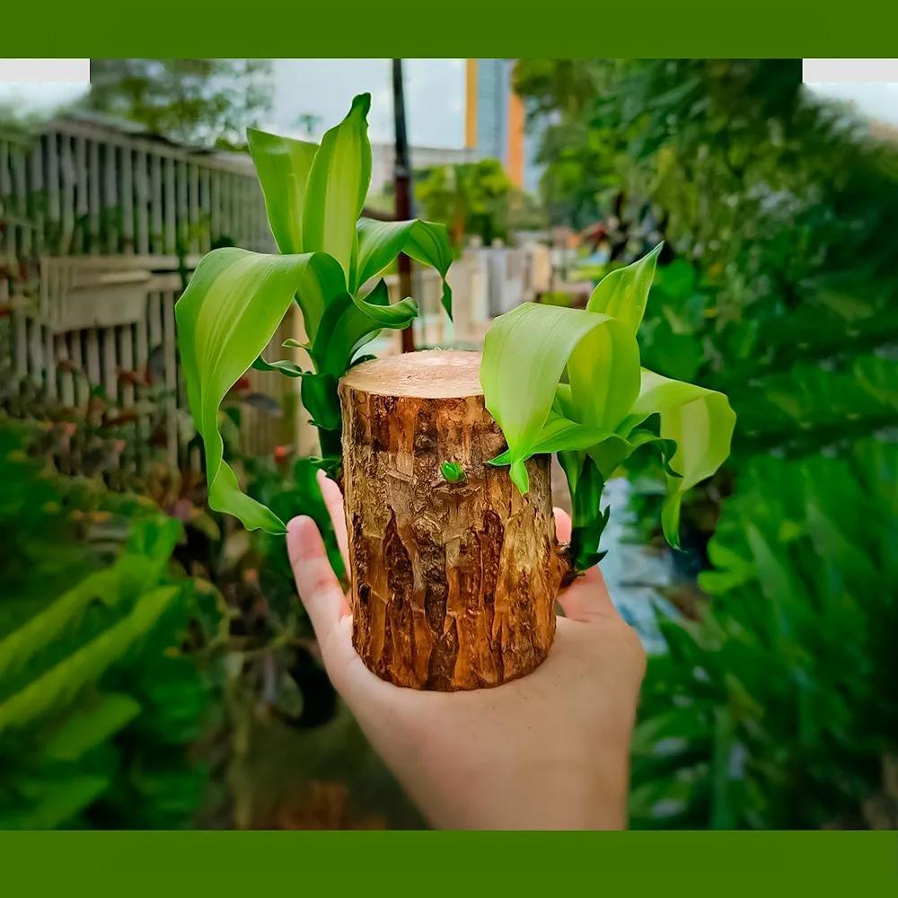 Brazilian Lucky Wood Live Plant Big Size (Buy 1 get 1 Free)
